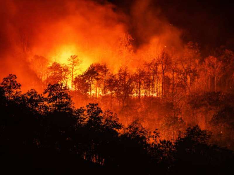 Chile Jungle Fire: भीषण आग में चिली के 92 जंगल जलकर खाक, धधकती लपटों से 112 लोगों की मौत, अभी और बढ़ सकता है मौत का आंकड़ा 