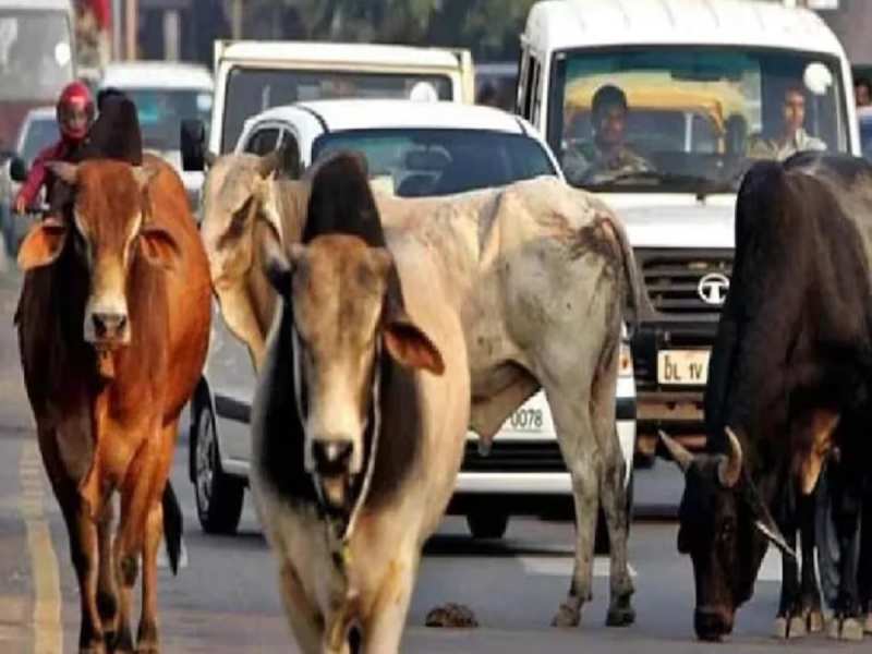 आवारा जानवरों पर लगाम के लिए 400 करोड़ का बजट, विपक्ष की बोलती बंद करेगी योगी सरकार