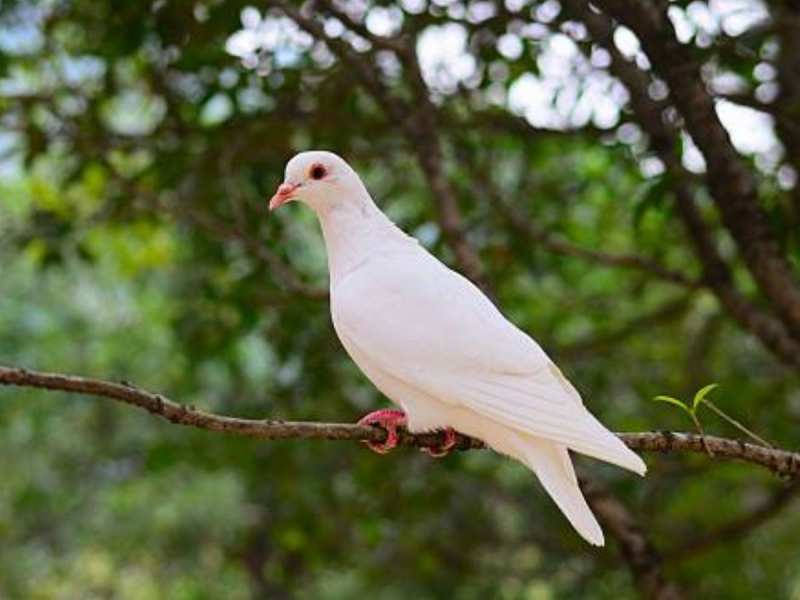 Dreams Meaning: सफेद कबूतर को सपने में करते देखा है ये काम, जानें क्या होने वाले हैं जीवन में बड़े बदलाव
