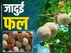 Wood Apple Benefits: कड़ी खोपड़ी का जादुई फल, 5 रुपये में गजब लाभ