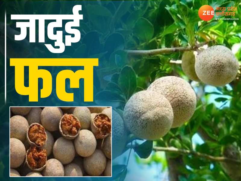 Wood Apple Benefits: कड़ी खोपड़ी का जादुई फल, 5 रुपये में गजब लाभ