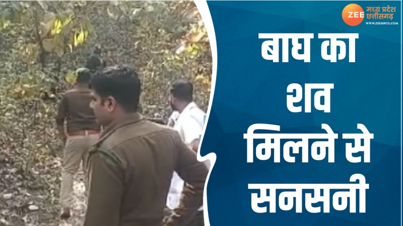 Sehore Video: जंगल में बाघ का शव मिलने से सनसनी, वन विभाग की टीम जांच में जुटी