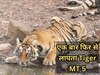 Tiger MT5 missing once again 