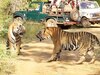 Animal Video: दो बाघों के बीच लड़ाई का वीडियो वायरल, दहाड़ने की आवाज सुन सहमे पर्यटक