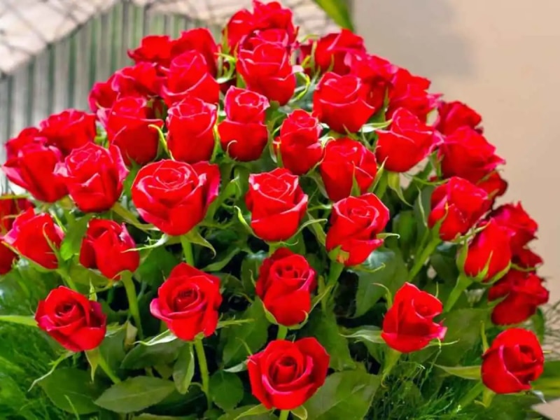 Gulab Ka Phool: किन देवी-देवताओं को प्रिय है गुलाब का फूल, जानिए इसका महत्व
