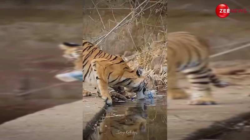 तालाब में से प्लास्टिक की बोतल उठाता नजर आया टाइगर, तारीफ करते नहीं थके लोग 