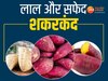 Sweet Potatoes Specialty: लाल और सफेद दो तरह के होते हैं शकरकंद, जानें खासियत