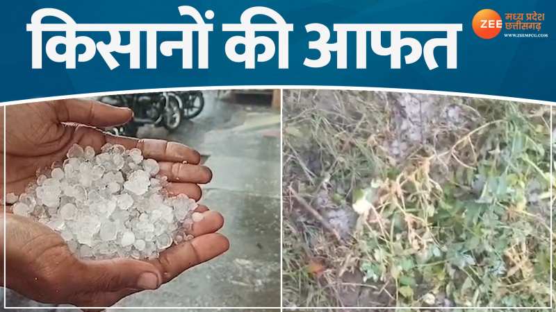 Chhatarpur News: बारिश और ओलावृष्टि से फसल चौपट, कुदरत का कहर से किसानों की आफत