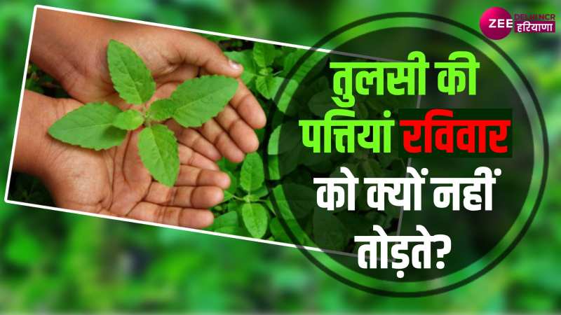 Tulsi: रविवार को तुलसी में जल क्यों नहीं देना चाहिए? जानें धार्मिक मान्यताएं