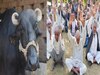  buffalo theft case