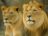 शेर-शेरनी का नाम 'अकबर-सीता' रखने पर त्रिपुरा सरकार का एक्शन, IFS अधिकारी सस्पेंड