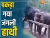 MP News: अनूपपुर से पकड़ा गया बिगड़ैल जंगली हाथी, कान्हा नेशनल पार्क होगा नया ठिकाना