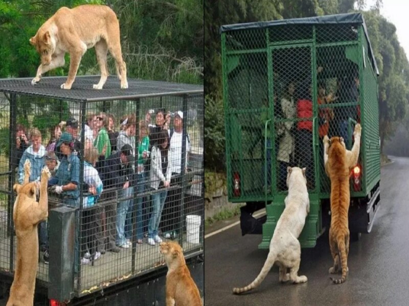 Lehe ledu wildlife zoo:ପୃଥିବୀର 'ବିପଜ୍ଜନକ' ଚିଡ଼ିଆଖାନା,ଯେଉଁଠି ବାଘ,ସିଂହ ଖୋଲାରେ ବୁଲନ୍ତି 