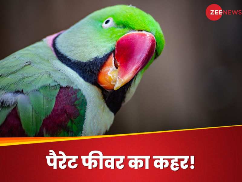 यूरोप में कहर बरपा रहा Parrot Fever! लक्षण से इलाज तक, जानिए इसके बारे में सबकुछ