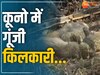 Kuno National Park: कूनों में फिर गूंजी किलकारी, चीता गामिनी ने 5 शावकों को दिया जन्म