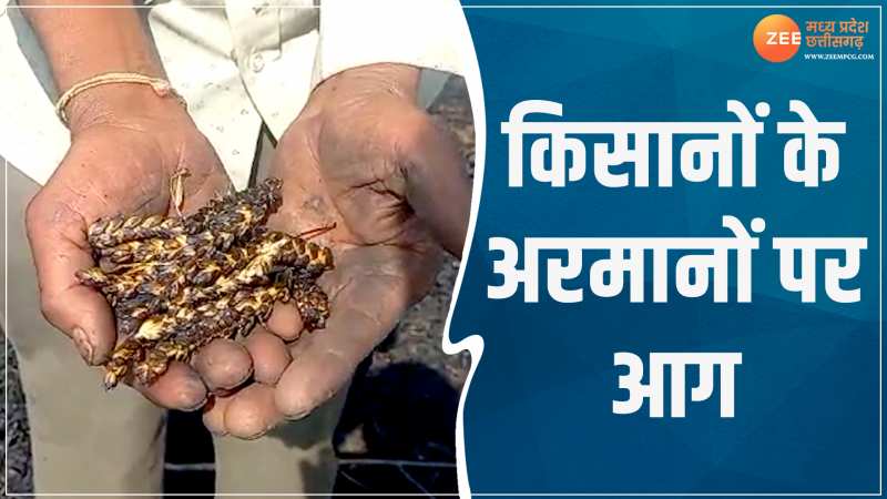 Sehore News: किसानों के अरमानों पर आग! सीहोर में 8 एकड़ की फसल खाक