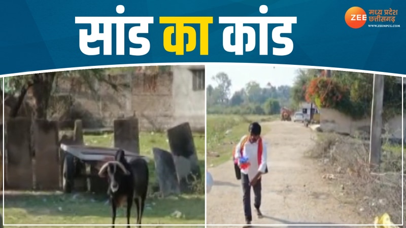 Sand Ka Video: टीकमगढ़ से सामने आया सांड का कांड, लोगों को किया 'हाउस अरेस्ट'