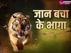  Tiger and Student Fight: 17 साल के स्टूडेंट को शिकार बनाने आए टाइगर को जान बचाकर भागना पड़ा, जानें संघर्ष की कहानी