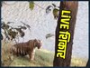 Tiger ने सबके सामने किया जंगली सुअर शिकार, देखिए Jungle का Live Action 