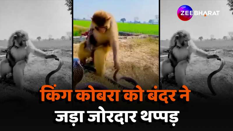 Viral Video: हमला करने की फिराक में था किंग कोबरा तभी बंदर ने जड़ दिया जोरदार थप्पड़