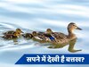 Dream Science: क्या आपने भी सपने में देखी है बत्तख, जानें क्या है इसका मतलब?