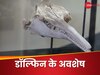 नदी में मिली डॉल्फिन की डेढ़ करोड़ साल पुरानी हड्डियां, वैज्ञानिकों ने देखा तो उड़ गए होश