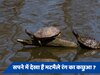 Dream Science: सपने में दिखाई दिया मटमैले रंग का कछुआ? जानें क्या है इसका मतलब 