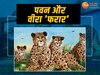 Sheopur News: पवन और वीरा फिर हुए फरार! चीतों को रास नहीं आ रहे कूनो के जंगल