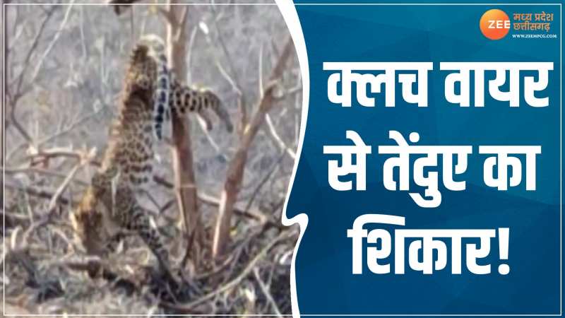 VIDEO: पन्ना में क्लच वायर से तेंदुए का शिकार! वन विभाग में मचा हड़कंप