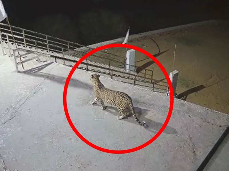 Kotputli News Villagers who went to worship at Bhaumiya Baba temple saw a leopard