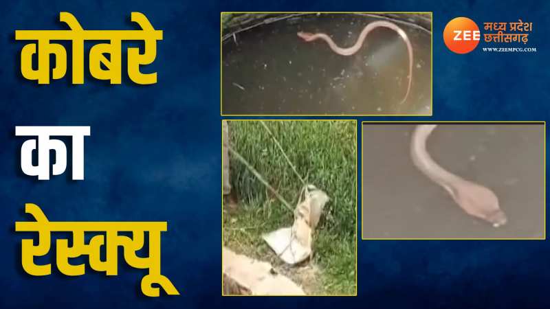 10 फीट लंबा कोबरा कुएं गिरा, फिर इस तरह हुआ रेस्क्यू, देखिए Video