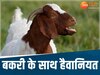 पुलिस भी हैरान! मटन चुराने दुकान में घुसा शख्स, फिर बकरी के साथ की अमानवीय हरकत
