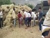 Alwar News: माधोगढ़ गांव की मालियों की ढाणी में थ्रेसर की चपेट में आने से दामाद की मौत, बचाने गया साले गंवा बैठा हाथ 