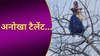 बाप रे! पेड़ की सबसे ऊंची डाल पर जाकर लड़की ने पुराने बॉलीवुड गाने पर किया डांस 