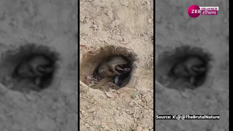 Snake Mongoose fight : घर में घुसकर नेवले ने कोबरा की निकाली हेकड़ी, सांप को दिन में दिखाएं तारे