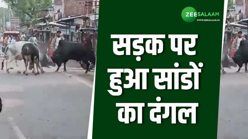 Bull Fighting Video: सड़क पर हुआ सांडों का दंगल, वीडियो देख कांप जाएगी रूह