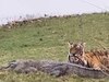 Tigress Riddhi hunted crocodile 