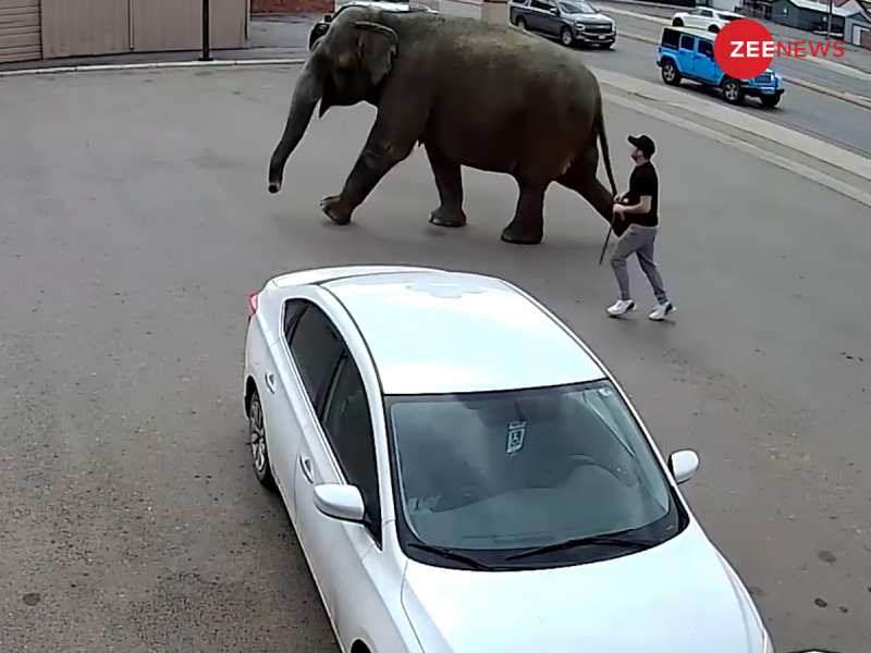 Viral Video: Angry elephant ran away from the circus US City Streets 