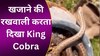 जमीन के अंदर खजाने में छिपा बैठा था King Cobra, वीडियो देख हैरान रह गए लोग 