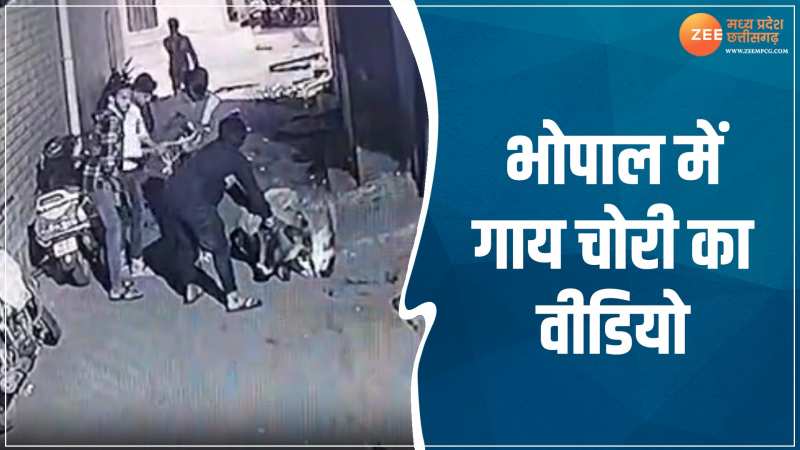 VIDEO: गली में बैठी गाय की युवकों ने की चोरी, सोशल मीडिया पर वीडियो हुआ वायरल