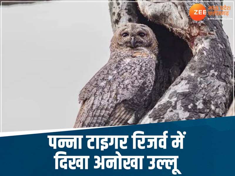 पन्ना टाइगर रिजर्व में काले भेड़िए के बाद अब दिखा अनोखा पक्षी, मुश्किल से मिली PHOTO