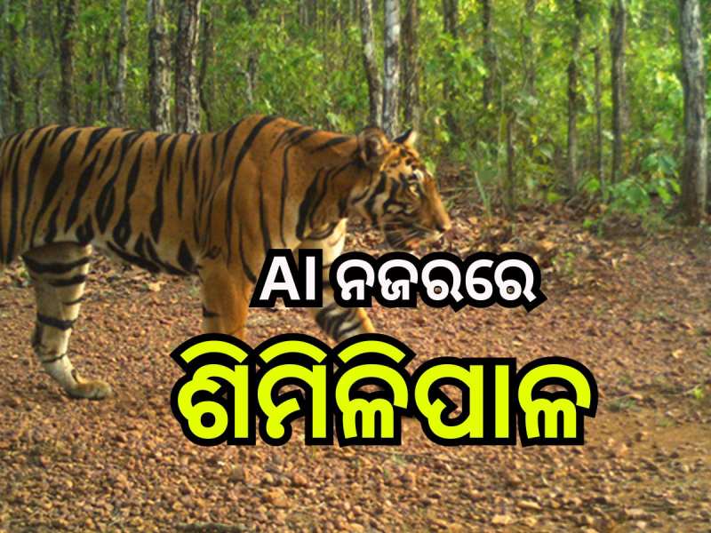 Similipal: ଶିମିଳିପାଳ ଜଙ୍ଗଲର ନିଆଁ ଜଗିବ AI କ୍ୟାମେରା