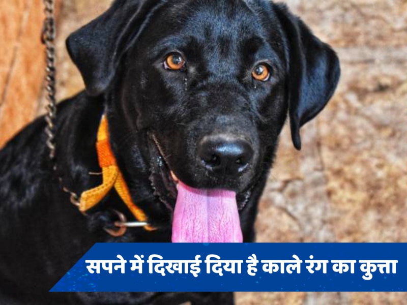 Swapna shastra: सपने में दिखाई दिया है काले रंग का कुत्ता, जानें जीवन में क्या होने वाले हैं बदलाव 