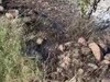 Nalagarh Fire News: नालागढ़ में भीषण अग्निकांड, बजुर्ग किसान की जिंदा जलने से मौत 