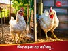 Bird Flu: अंडा-चिकन के शौकीन सावधान! बर्ड फ्लू ने डराया, कहीं आप भी तो नहीं कर रहे ये गलती