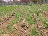 Agriculture of Bihar: अब हाईटेक खेती से किसान हो रहे हैं लाभान्वित, नाबार्ड ने दिखाई नई दिशा