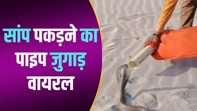 गुस्से से फन फैलाए King Cobra को जुगाड़ लगाकर शख्स ने थैली में कर दिया बंद