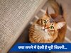 Dream Science: सपने में भूरी बिल्ली देखना किस संकट की घड़ी का है इशारा, जानें क्या कहता है स्वप्न शास्त्र
