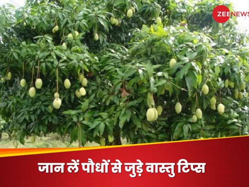 Vastu Tips for Plants kaun se paudhe shubh ashubh hote hain Which plants are auspicious and inauspicious
