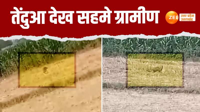 Sambhal Video: खेत में दिखा खूंखार तेंदुआ, डर के मारे सहमे ग्रामीण